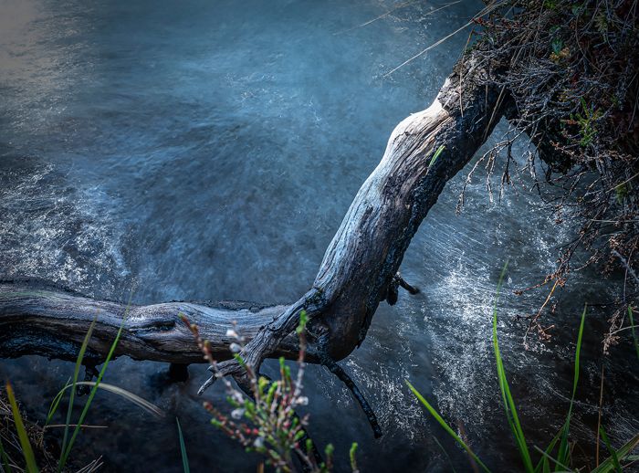 Branch and water
