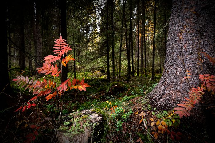 En liten rönn i en höstskog