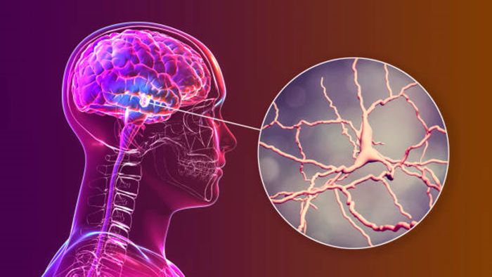 Brain and neurons