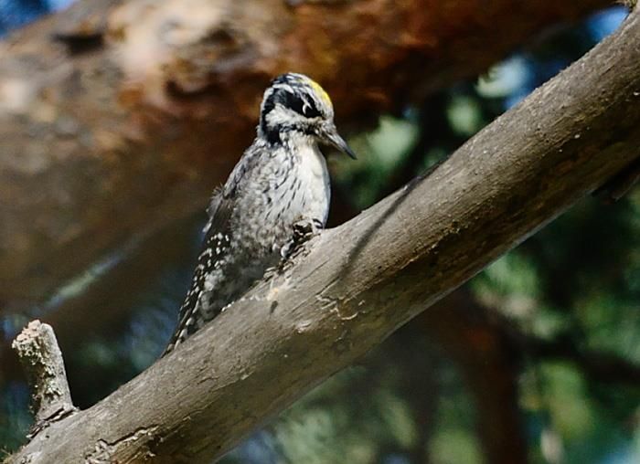 Eurasian three-toed woodpecker