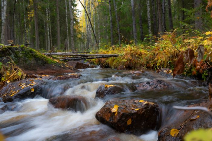 En skogsbäck i höstskog